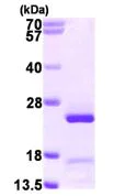 SDS-PAGE - Recombinant Human CRIF1 protein (His tag N-Terminus) (AB113863)