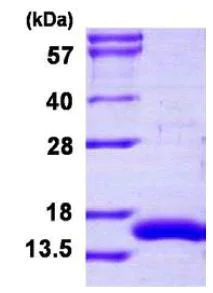 SDS-PAGE - Recombinant Human CRIPT protein (AB126677)