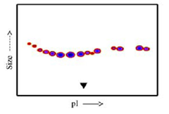 Functional Studies - Recombinant human Cripto1/CRIPTO protein (Fc Chimera) (AB84062), expandable thumbnail