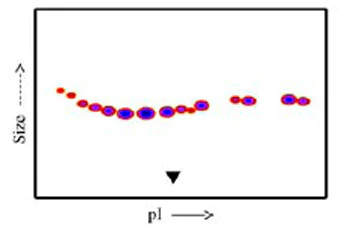 Functional Studies - Recombinant human Cripto1/CRIPTO protein (Fc Chimera) (AB84062)