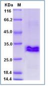 SDS-PAGE - Recombinant Human CRISP3 protein (His tag) (AB276349)