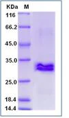SDS-PAGE - Recombinant Human CRISP3 protein (His tag) (AB276349)