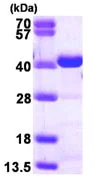 SDS-PAGE - Recombinant Human CrkL protein (AB116208)