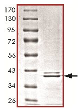 SDS-PAGE - Recombinant Human CrkL protein (AB119733)