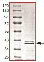 SDS-PAGE - Recombinant Human CrkL protein (AB119733)