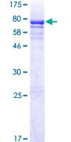 SDS-PAGE - Recombinant Human CRLF3 protein (GST tag N-Terminus) (AB162534)