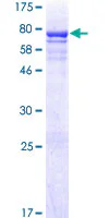 SDS-PAGE - Recombinant Human CRLF3 protein (GST tag N-Terminus) (AB162534)