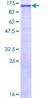 SDS-PAGE - Recombinant Human CRM1 protein (GST tag N-Terminus) (AB131897)