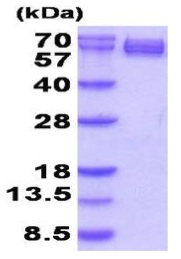 SDS-PAGE - Recombinant Human CRMP1 protein (AB202599), expandable thumbnail