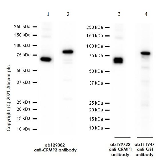 Western blot - Recombinant Human CRMP2 protein (AB114269), expandable thumbnail