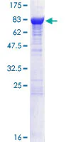 SDS-PAGE - Recombinant Human CRMP2 protein (GST tag N-Terminus) (AB114269)