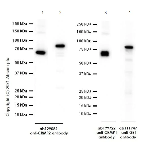 Western blot - Recombinant Human CRMP2 protein (GST tag N-Terminus) (AB114269)