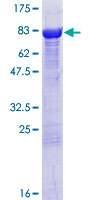 SDS-PAGE - Recombinant Human CRMP3 protein (GST tag N-Terminus) (AB132425)