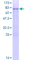 SDS-PAGE - Recombinant Human CRTAC1 protein (GST tag N-Terminus) (AB162966)