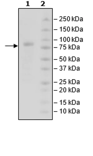SDS-PAGE - Recombinant Human CRTAM protein (Tagged) (AB271474)