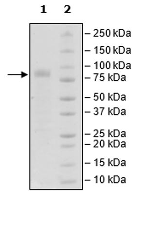 SDS-PAGE - Recombinant Human CRTAM protein (Tagged) (Biotin) (AB271475)