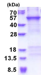 SDS-PAGE - Recombinant Human CRTAP/CASP protein (denatured) (AB177624)