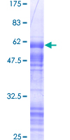SDS-PAGE - Recombinant Human CRX protein (GST tag N-Terminus) (AB117005)