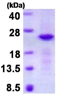 SDS-PAGE - Recombinant Human CRYGN protein (denatured) (His tag N-Terminus) (AB130035)