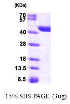 SDS-PAGE - Recombinant Human CRYZL1 protein (AB95503), expandable thumbnail