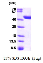 SDS-PAGE - Recombinant Human CRYZL1 protein (AB95503)