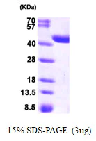 SDS-PAGE - Recombinant Human CRYZL1 protein (His tag N-Terminus) (AB95503)