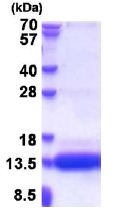 SDS-PAGE - Recombinant Human CSAG1 protein - BSA and Azide free (His tag N-Terminus) (AB180304)