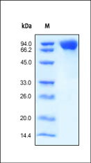 SDS-PAGE - Recombinant human CSF-1-R protein (AB155619), expandable thumbnail