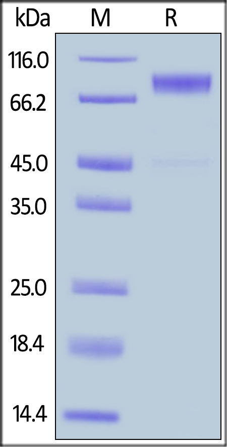 SDS-PAGE - Recombinant human CSF-1-R protein (AB155619), expandable thumbnail