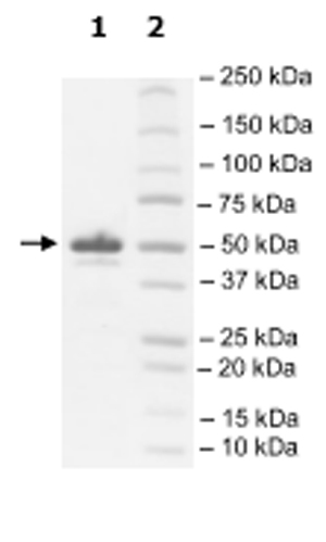 SDS-PAGE - Recombinant Human CSF-1-R protein (AB271479), expandable thumbnail