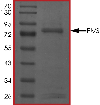 SDS-PAGE - Recombinant human CSF-1-R protein (AB56259), expandable thumbnail