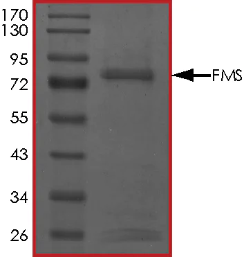 SDS-PAGE - Recombinant human CSF-1-R protein (AB56259)