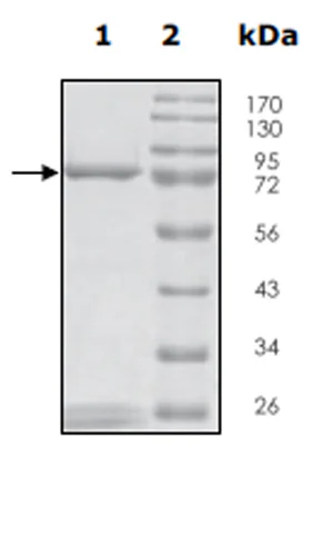 SDS-PAGE - Recombinant human CSF-1-R protein (Active) (GST tag N-Terminus + 6x His tag N-Terminus) (AB271478)