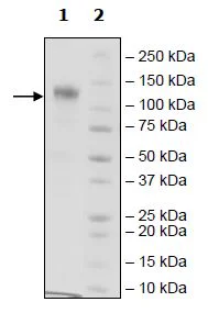 SDS-PAGE - Recombinant Human CSF-1-R protein (Fc tag C-Terminus + Avi tag C-Terminus) (AB271476)