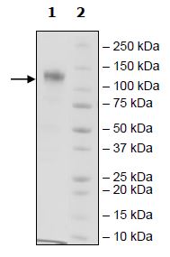 SDS-PAGE - Recombinant Human CSF-1-R protein (Tagged) (AB271476), expandable thumbnail