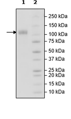 SDS-PAGE - Recombinant Human CSF-1-R protein (Tagged) (Biotin) (AB271477), expandable thumbnail