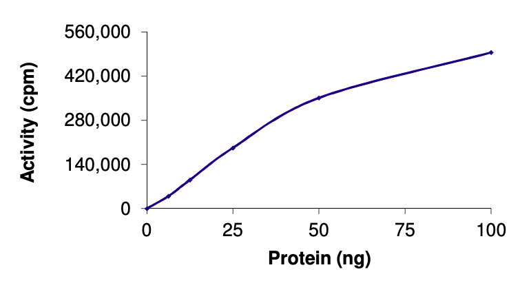 Recombinant human CSK protein (Active)
