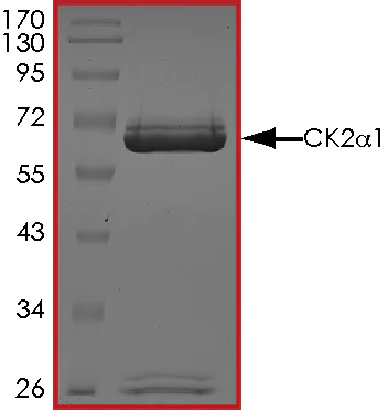 SDS-PAGE - Recombinant human CSNK2A1 protein (AB60763)