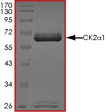 SDS-PAGE - Recombinant human CSNK2A1 protein (GST tag N-Terminus) (AB60763)