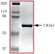 SDS-PAGE - Recombinant human CSNK2A1 protein (GST tag N-Terminus) (AB60763)