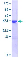 SDS-PAGE - Recombinant Human CSRP1 protein (GST tag N-Terminus) (AB114649)