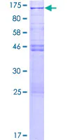 SDS-PAGE - Recombinant Human CSRP2BP protein (GST tag N-Terminus) (AB163533)