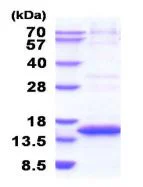 SDS-PAGE - Recombinant human CST6 protein (His tag N-Terminus) (AB211317)