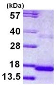SDS-PAGE - Recombinant Human CST9 protein (denatured) (AB113129), expandable thumbnail