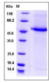 SDS-PAGE - Recombinant Human CST9L protein (Fc Chimera) (AB276520)