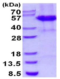 SDS-PAGE - Recombinant Human CstF-50 protein (denatured) (His tag C-Terminus) (AB130044)