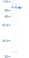 SDS-PAGE - Recombinant Human CstF-64 protein (GST tag N-Terminus) (AB158223)