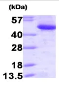 SDS-PAGE - Recombinant Human CtBP1 protein (Tag Free) (AB93729)