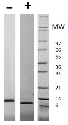 Recombinant human CTGF protein (Active)