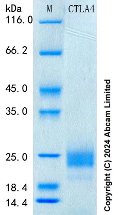 SDS-PAGE - Recombinant Human CTLA-4 Protein Standard (His tag) (AB316593)